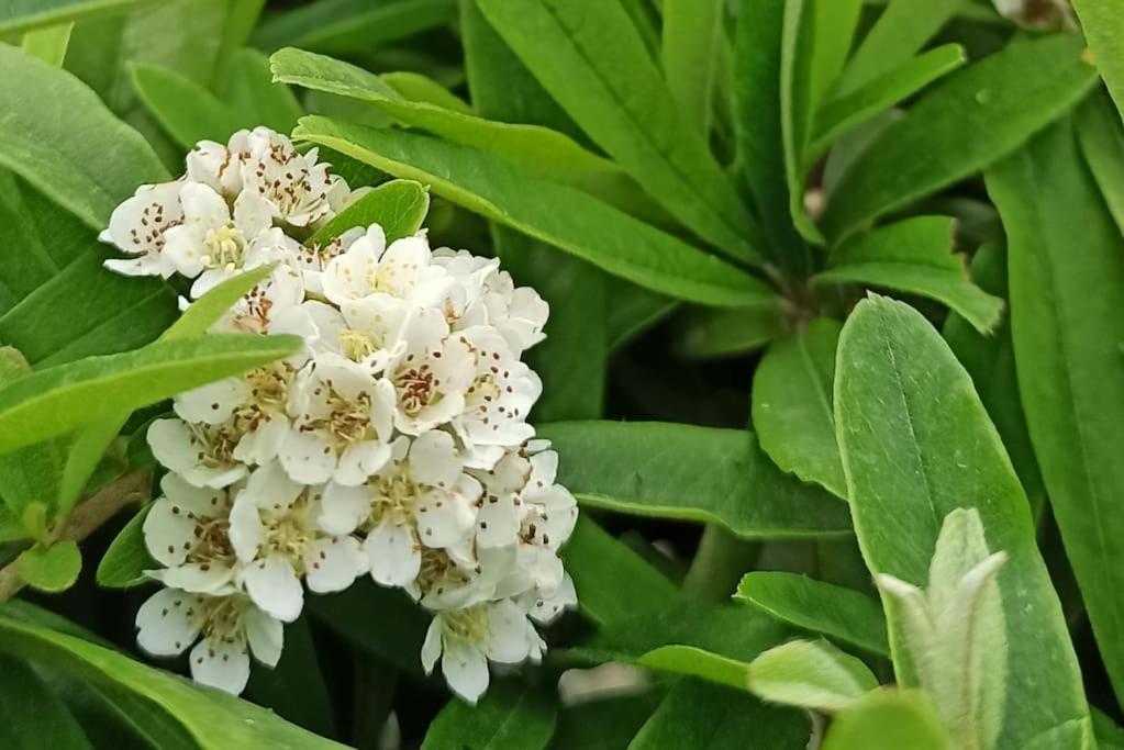 I Giardini Di Plinio - Elegante E Luminoso. Lägenhet Boscoreale Exteriör bild